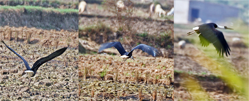 File:Woolly-necked Stork (Ciconia episcopus) taking off from the fields near Hodal I.jpg