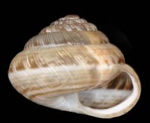 <i>Xeroplexa olisippensis</i> Species of gastropod