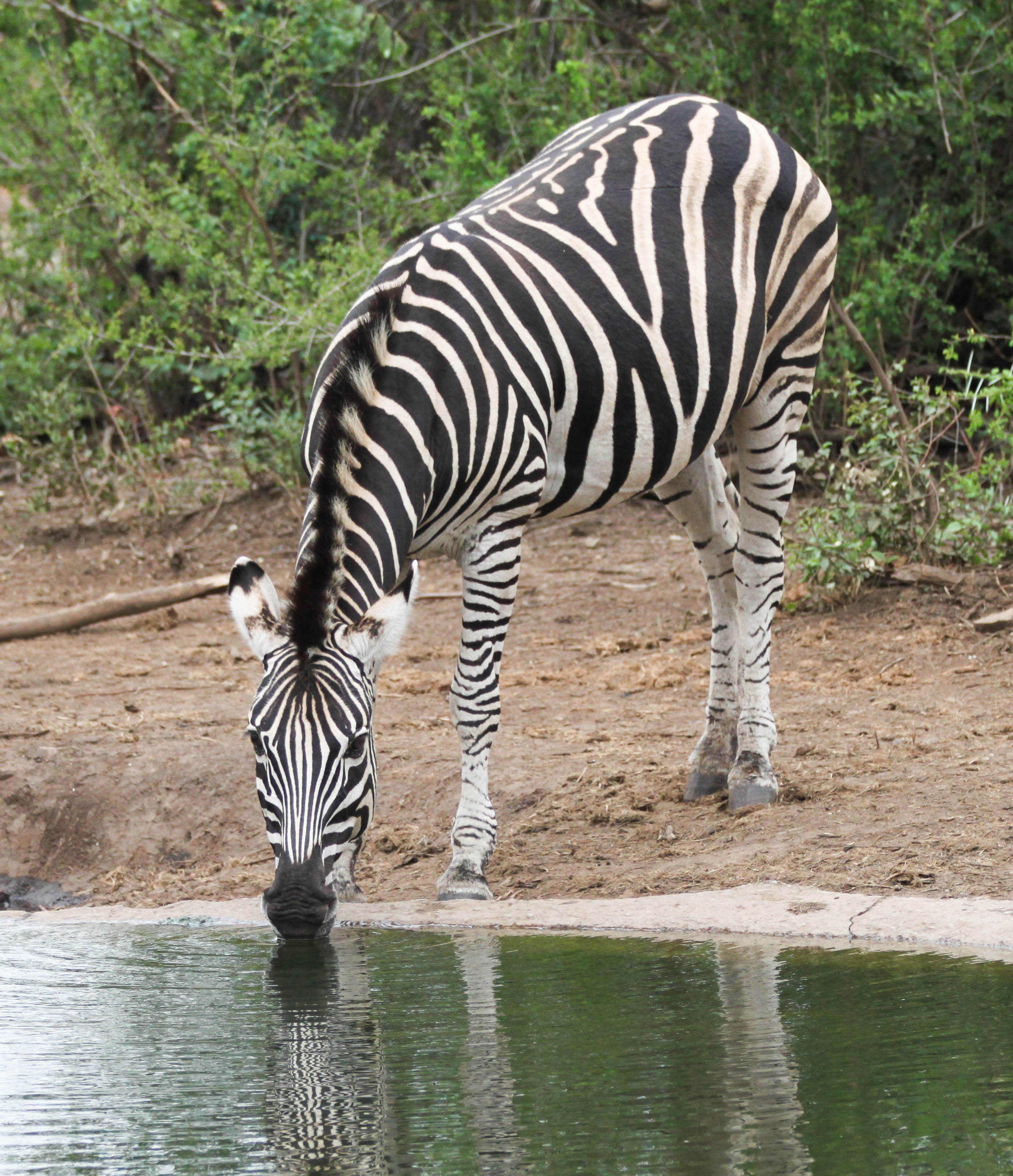 File:Zebra drinking (40024578094).jpg - Wikimedia Commons