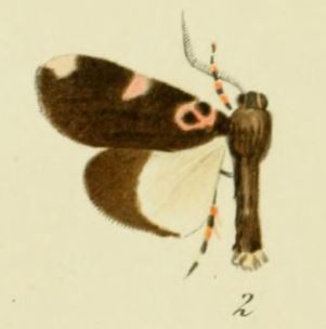 <i>Callyna laurae</i> Species of moth