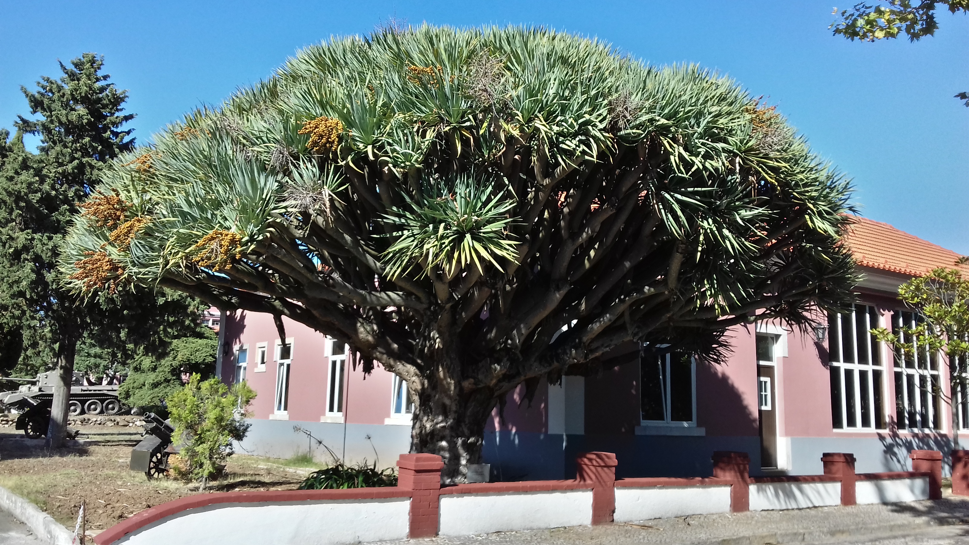 ドラセナ ドラコ Dracaena Draco: 最新の百科事典、ニュース、レビュー ...