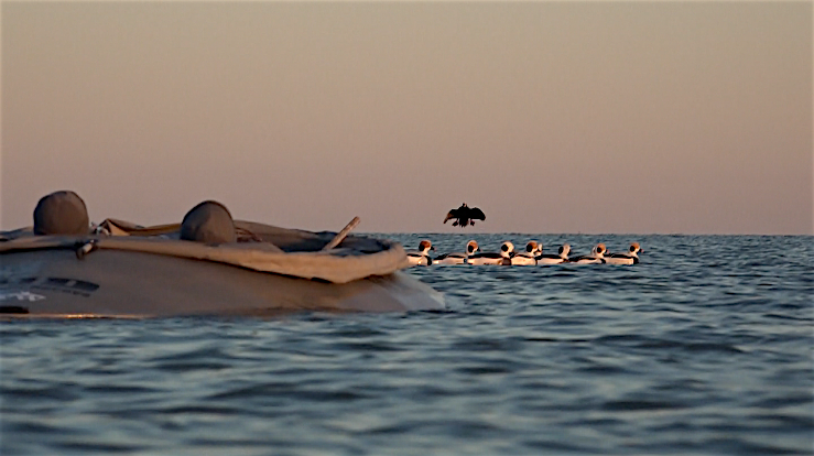 A Ducks Unlimited Guide to Hunting Diving & Sea Ducks - Gary