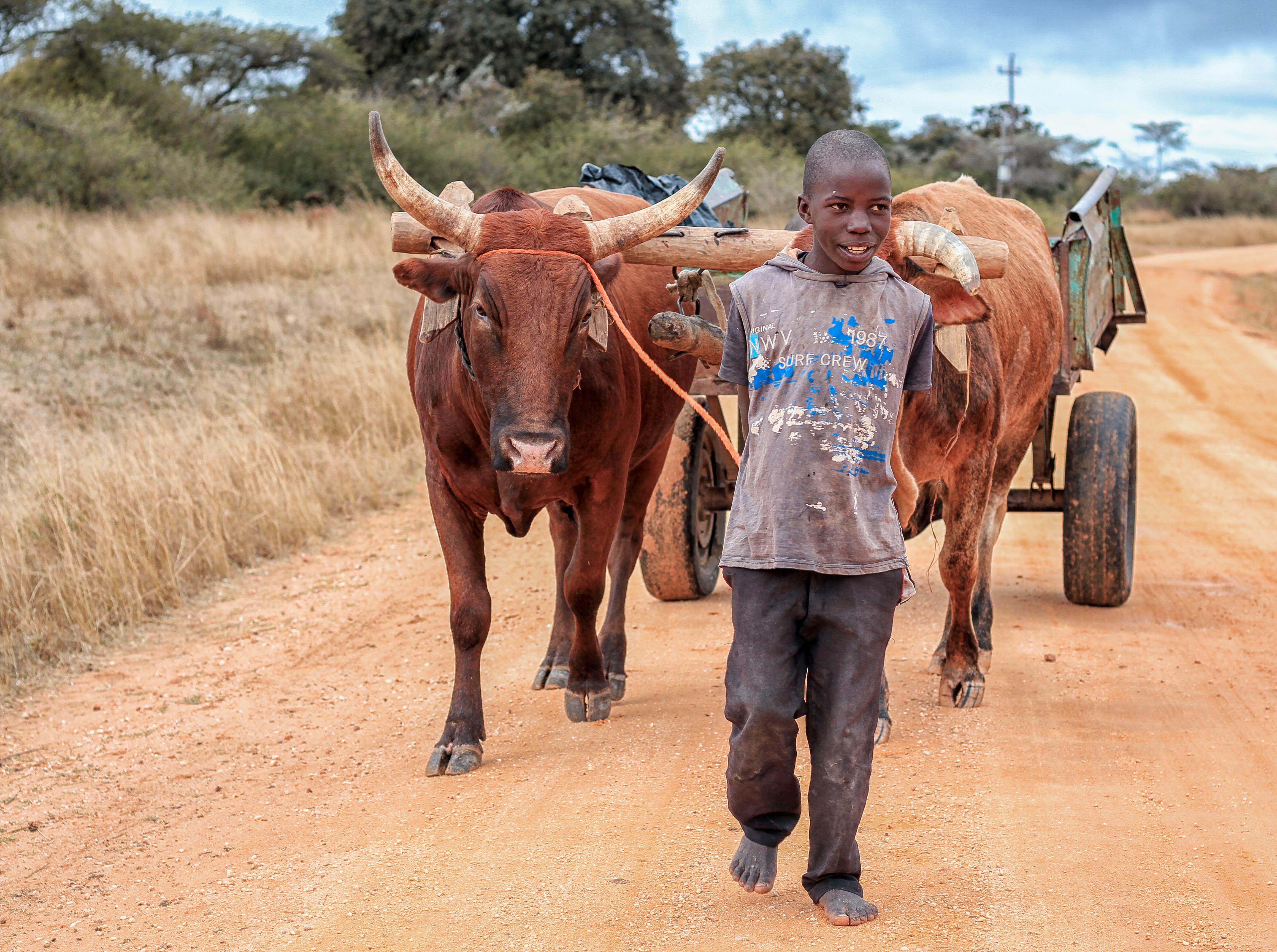 A Boy Poses for a Photo while Herding Cattle Outside of Bhadarsa. Editorial  Photography - Image of india, outdoor: 144645562