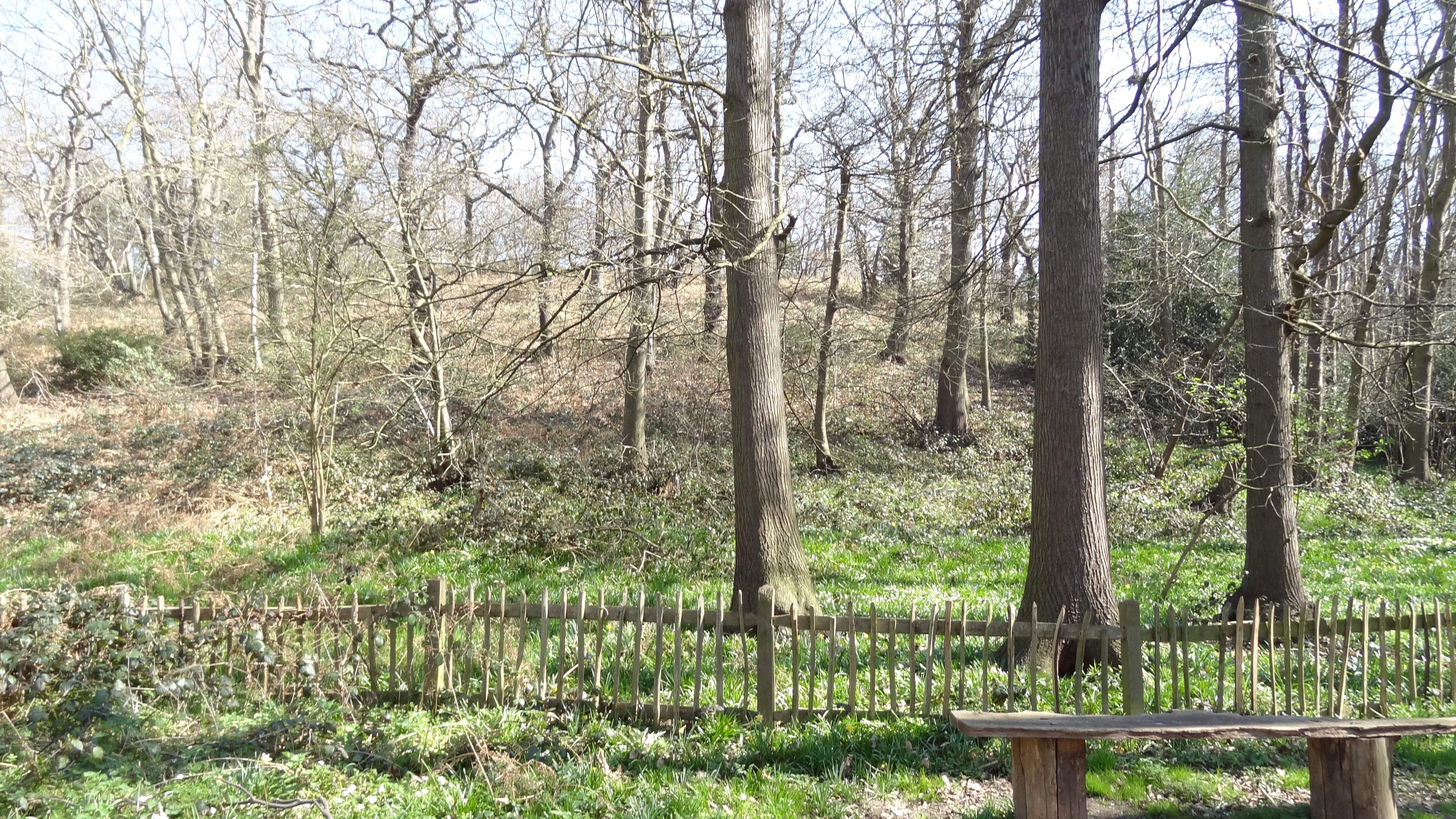 Abbey Wood SSSI