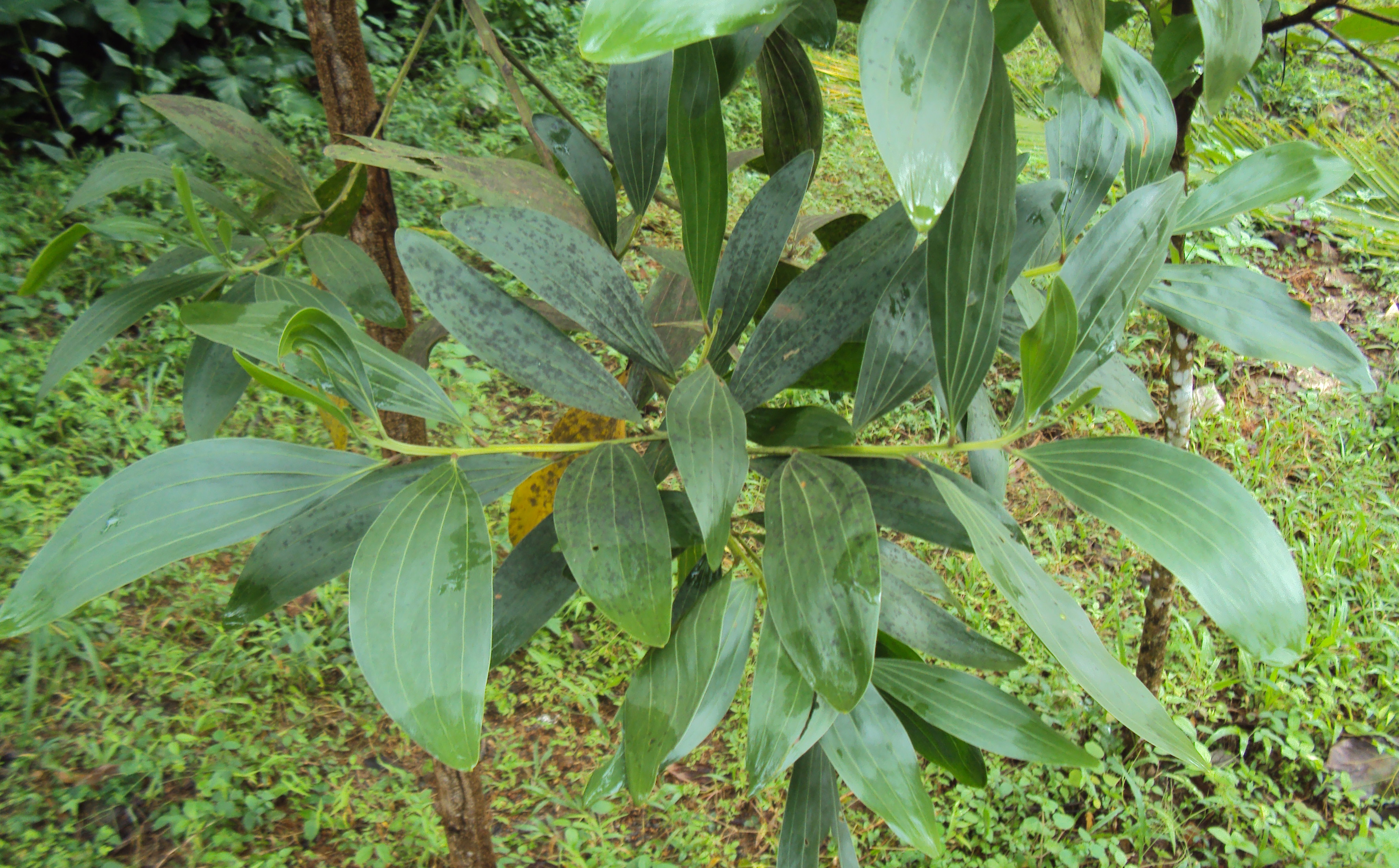 File Acacia mangium leaves jpg Wikimedia Commons