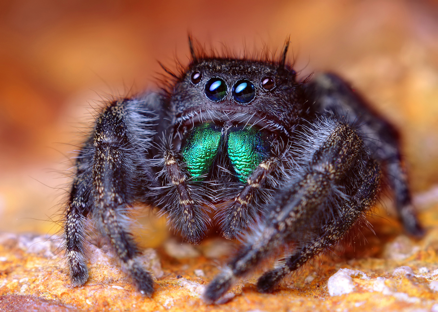 Makeup fails to solve mystery of why jumping spiders have back stripes, Spiders