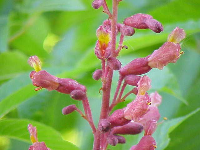 File:Aesculus pavia6.jpg