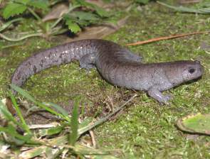 <span class="mw-page-title-main">Streamside salamander</span> Species of amphibian