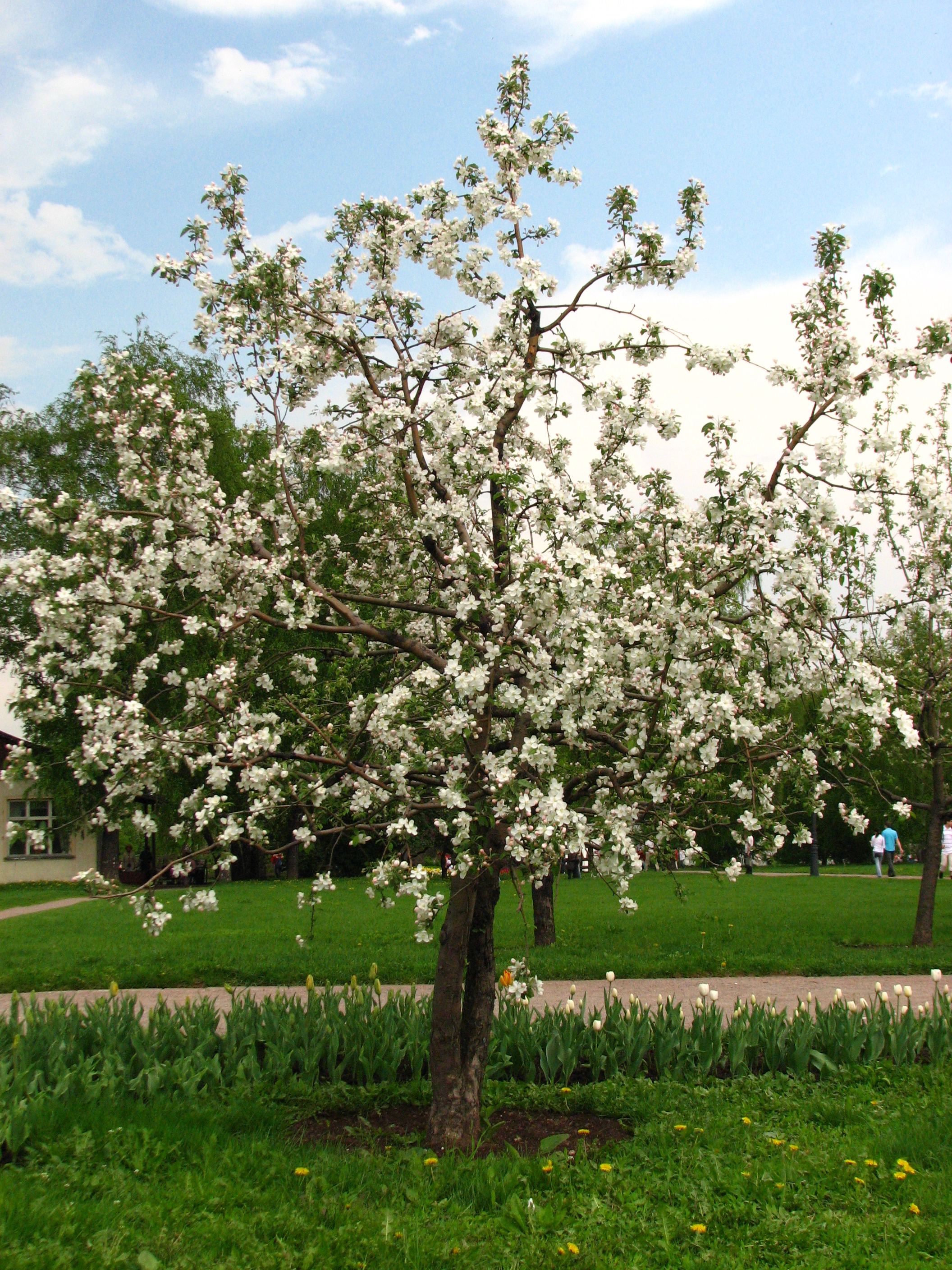 Неволинская яблоня фото