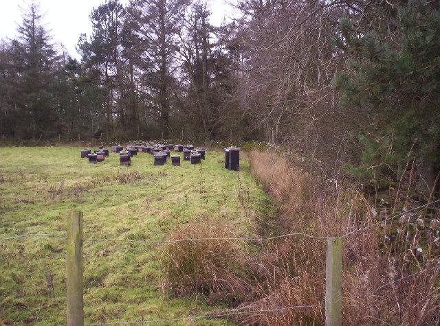 File:Beehives in the Grounds of Benholm Castle - geograph.org.uk - 109910.jpg