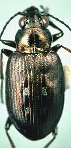 <i>Bembidion carinula</i> Species of beetle