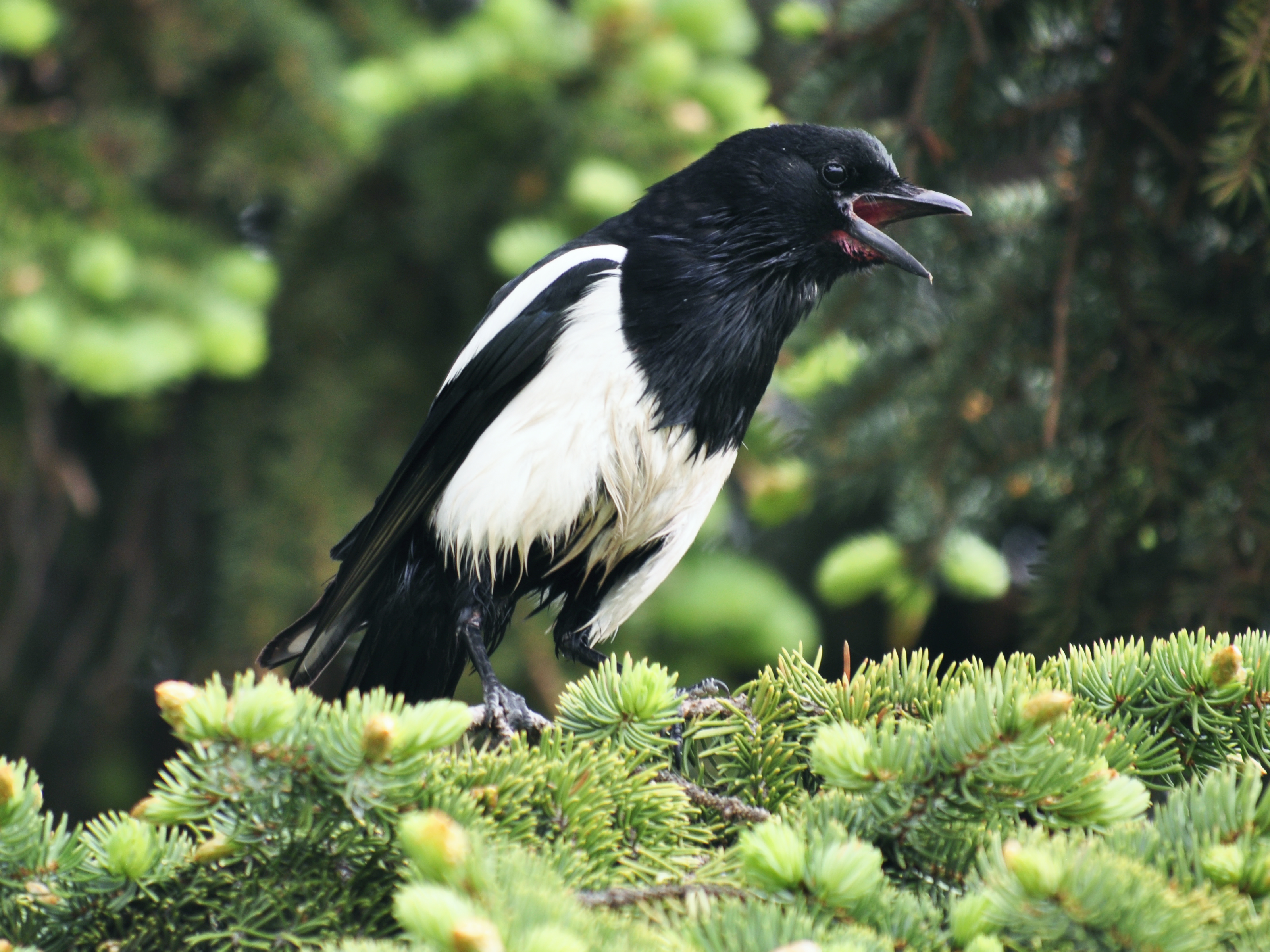 Black-billed_magpie_-_Alberta_June_16,_2013.JPG