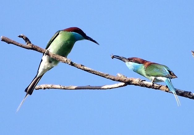 File:Blue-throated Bee-eater Courtship offering.jpg