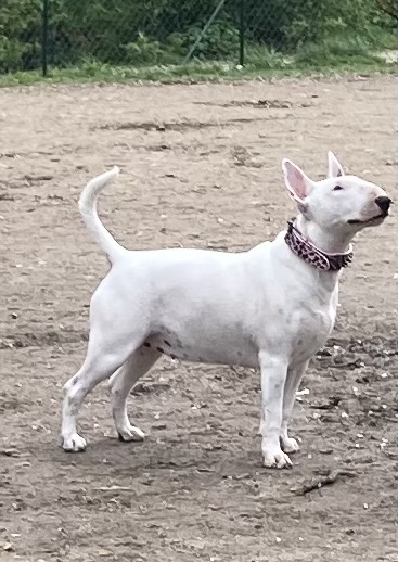 File:Bull terrier blanc.jpg