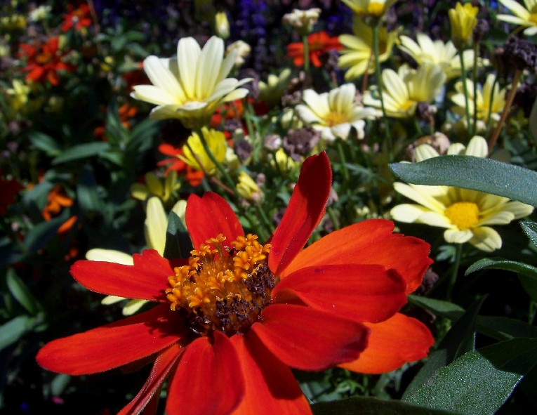 File:Buttons Red flower.jpg