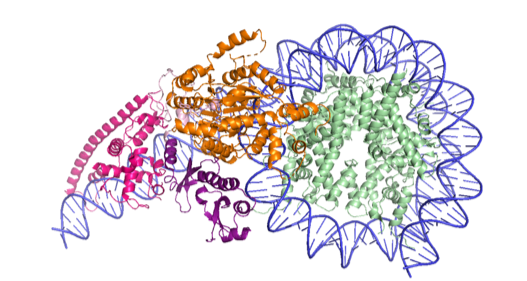 File:CHD1 structure PDB 5O9G.png