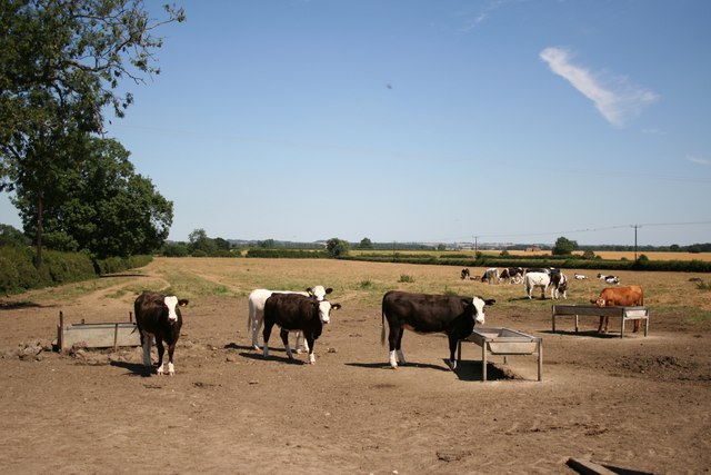 File:Cattle near Willingham-by-Stow - geograph.org.uk - 203835.jpg