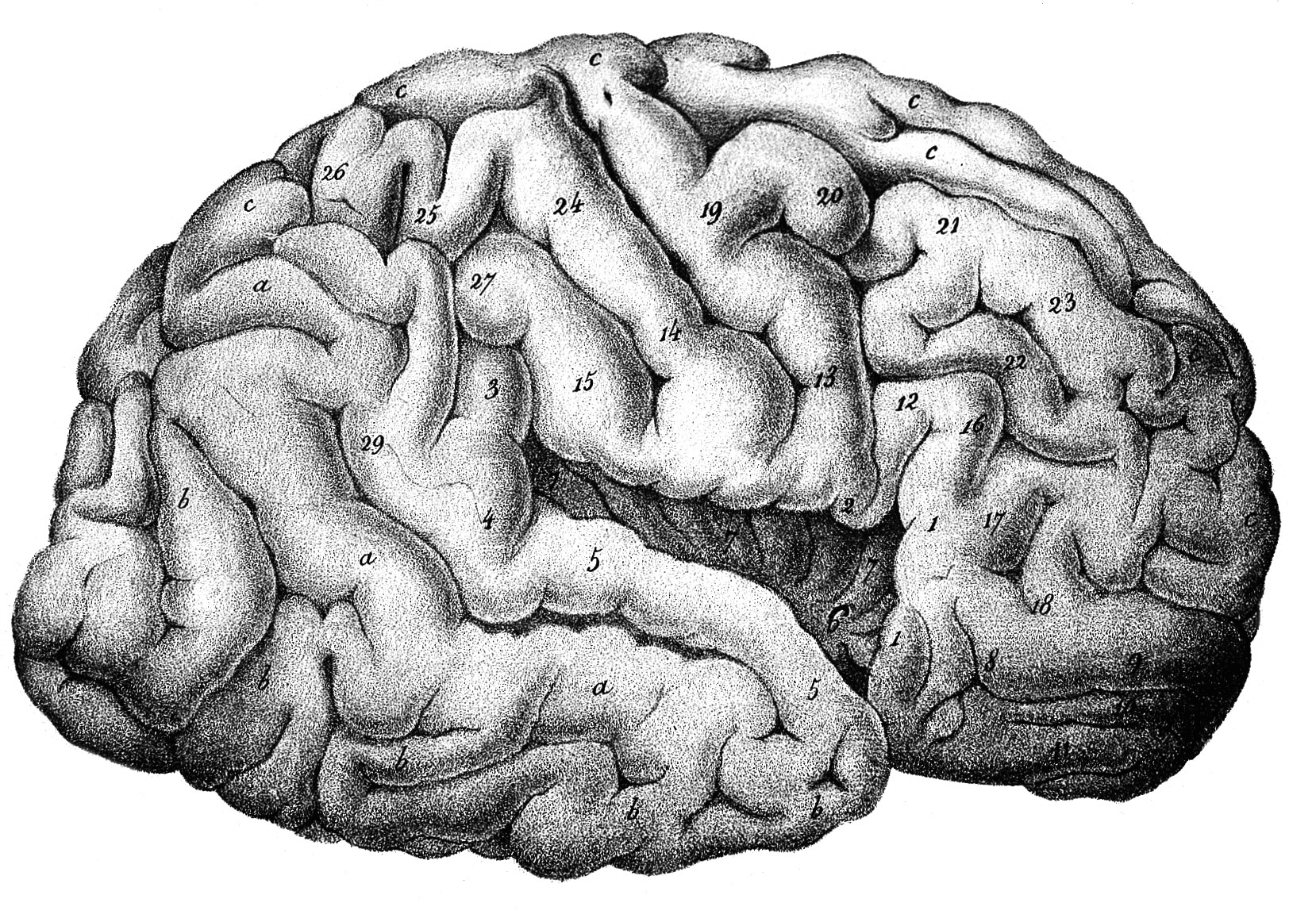 Brain structure. Структура мозга Кортекс. Строение мозга неокортекс. Рептильный мозг. Доли неокортекса.