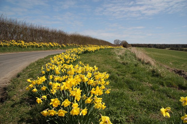 File:Cherry Top - geograph.org.uk - 1232012.jpg