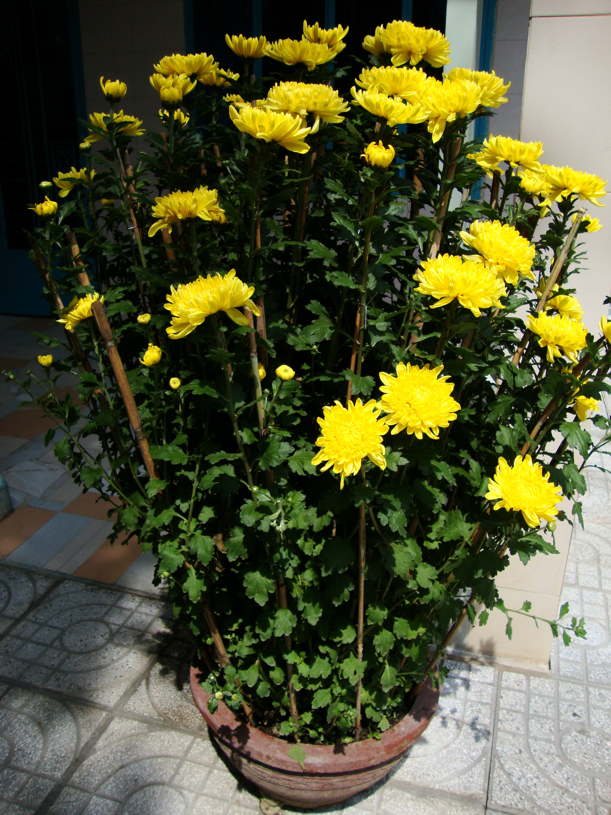 File Chrysanthemum Morifolium 4 Jpg Wikimedia Commons