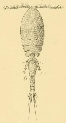 <i>Collocheres</i> Genus of copepods
