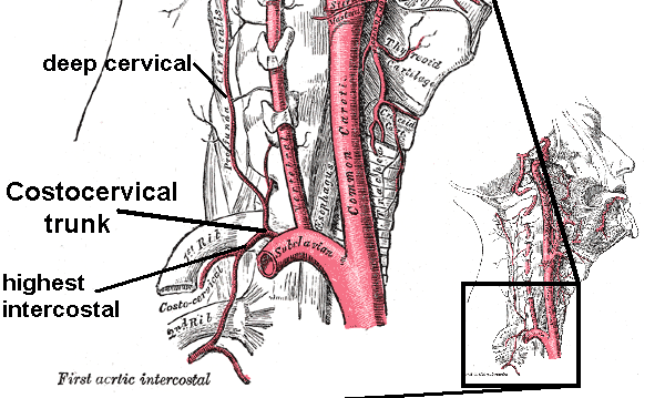 File:Costocervical trunk with branches.png