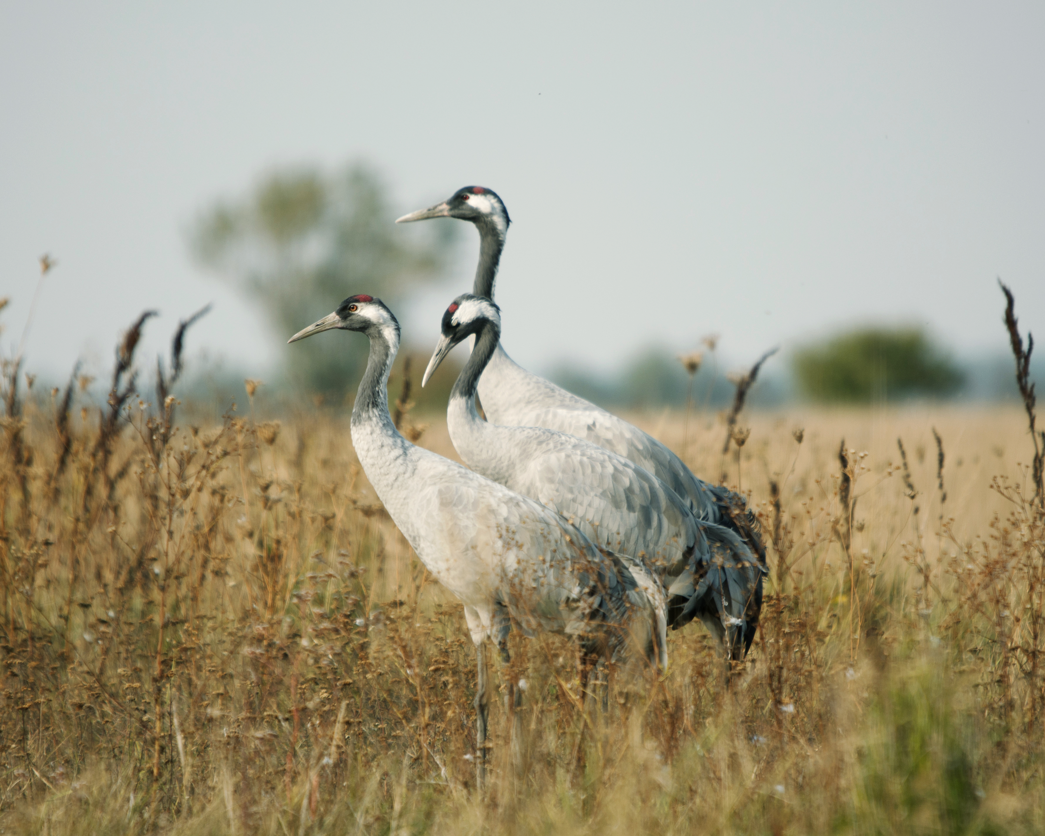 Cranes on Hortobágy.jpg