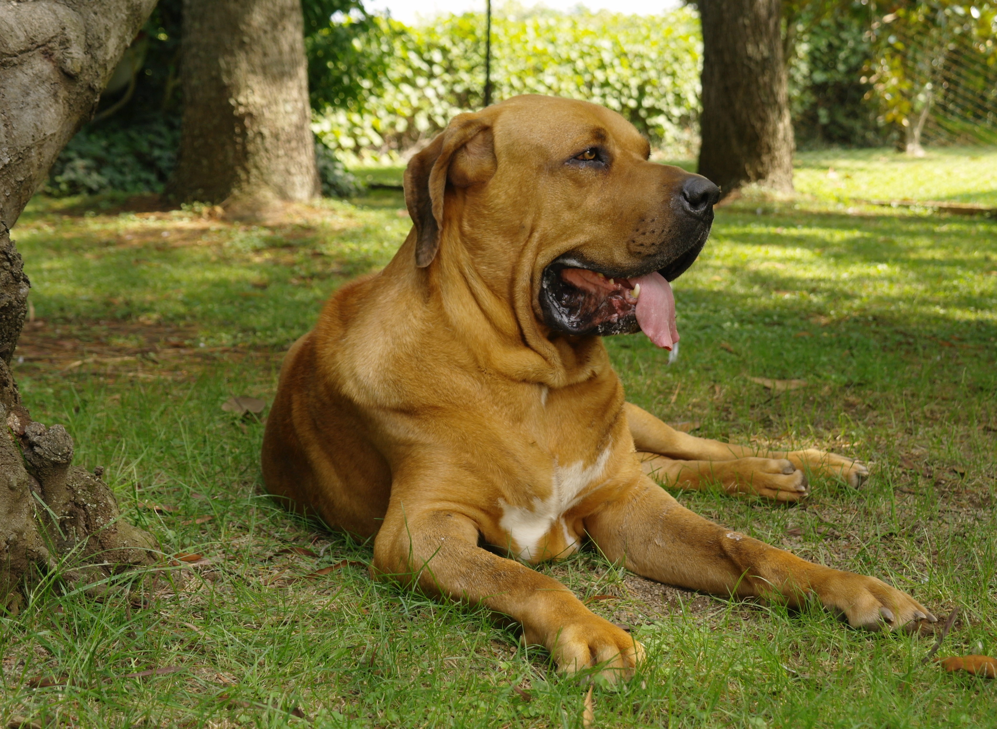 The Origin Of The Fila Brasileiro (Brazilian Mastiff), by The History Of  Dog Breeds