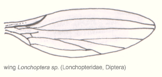 File:Dip-longopteridae-wing.png