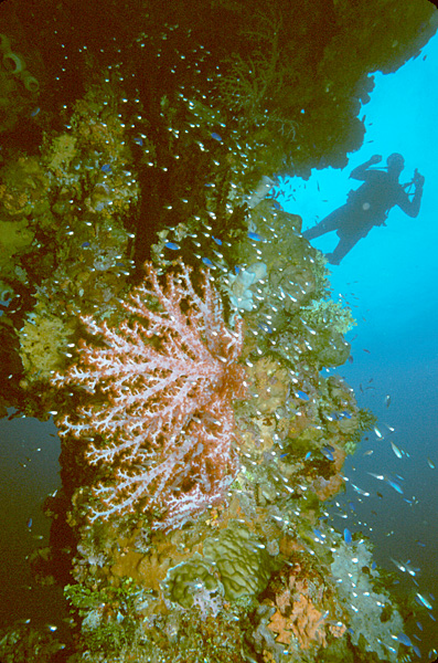 File:Diver and soft corals next to the mast of the Hoki Maru wreck, Truk Lagoon, Micronesia.jpg