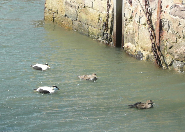 File:Eider flotilla enters Crail harbour - geograph.org.uk - 1240245.jpg