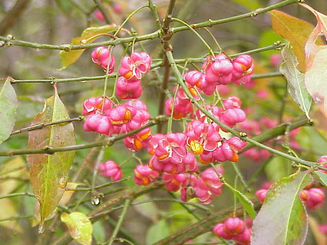 Image of Euonymus europaeus berries