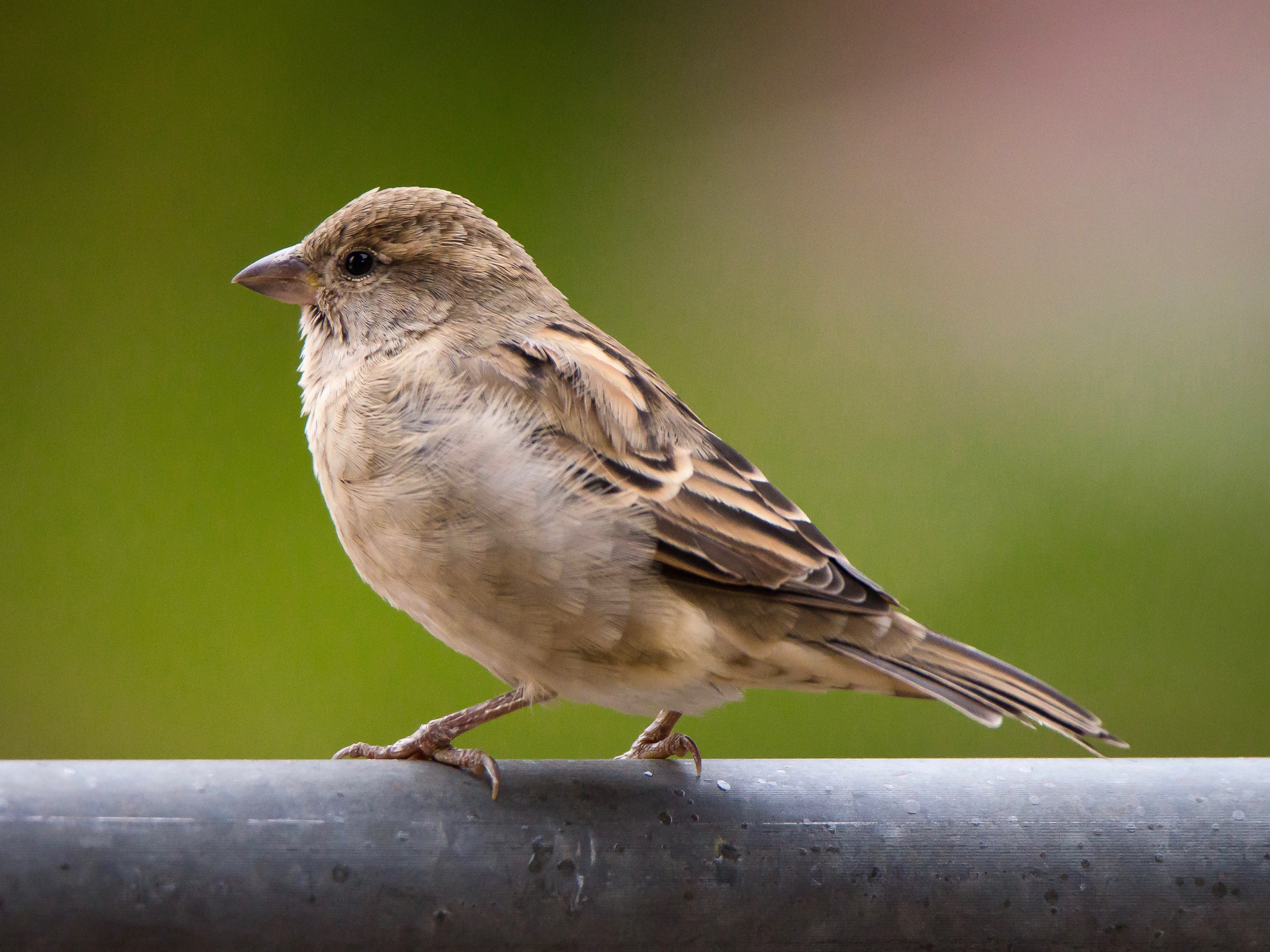 female sparrow