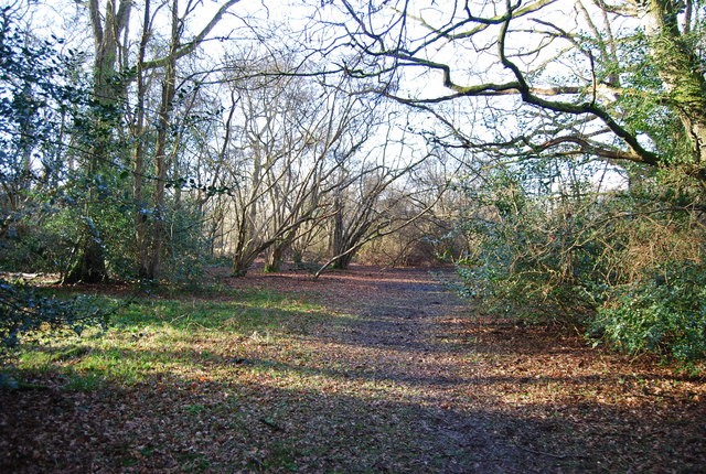 File:Footpath through Binswood - geograph.org.uk - 1207184.jpg