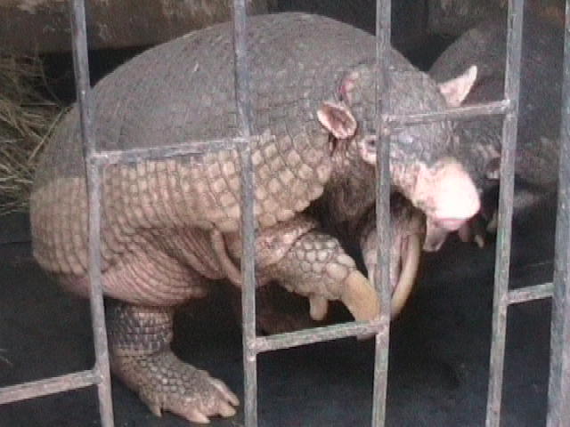 The average litter size of a Giant armadillo is 1