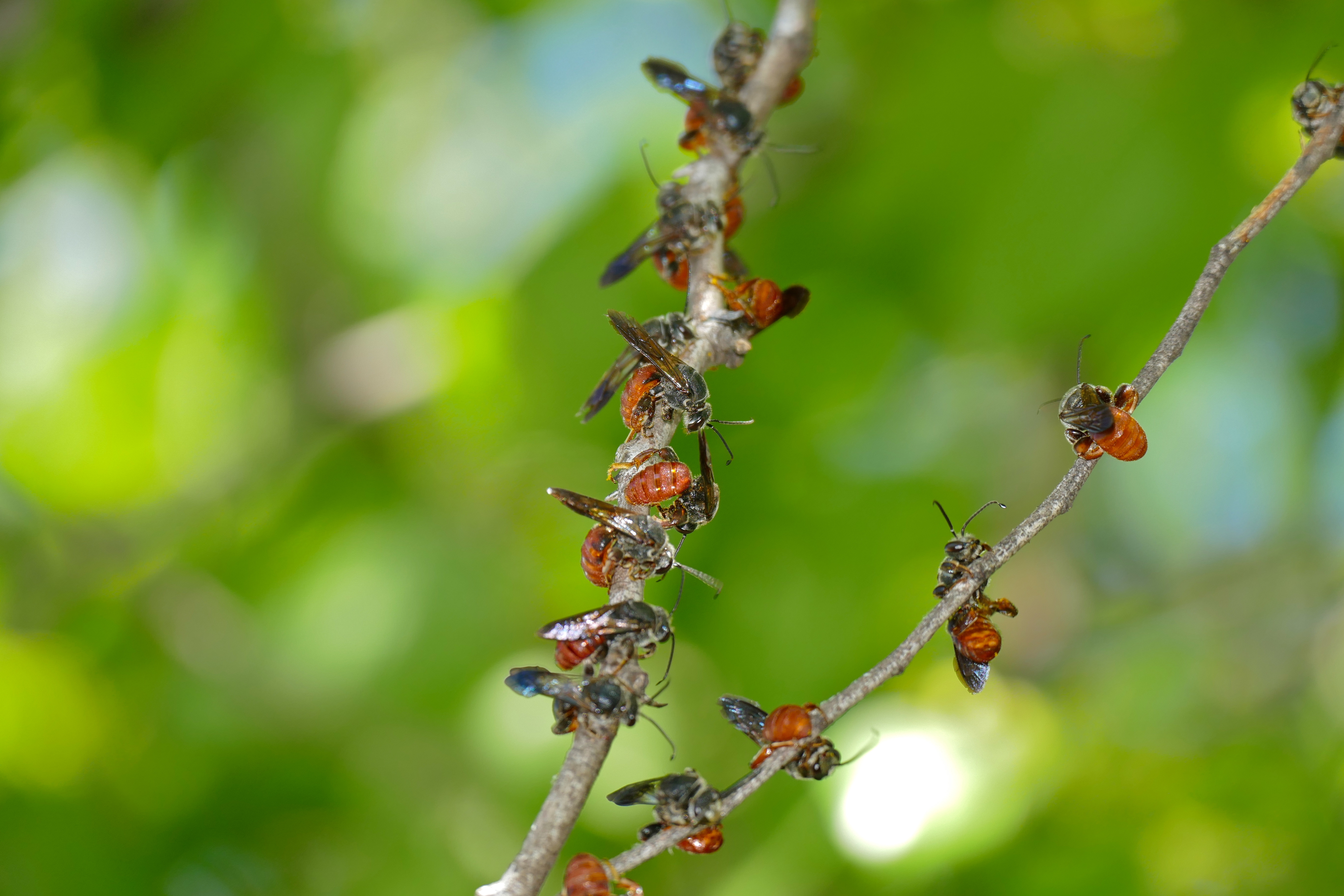 Halictid Bees (Spatunomia rubra) males roosting on a branch (16906650035).jpg