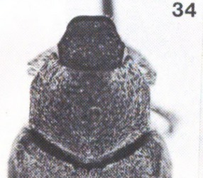<i>Hoplia callipyge</i> Species of beetle