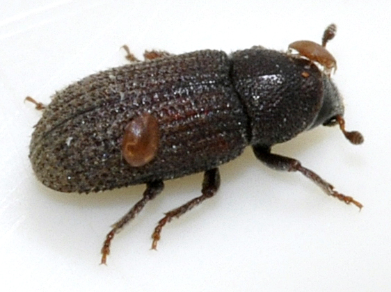 File:Hylurgops-palliatus-12-fws.jpg