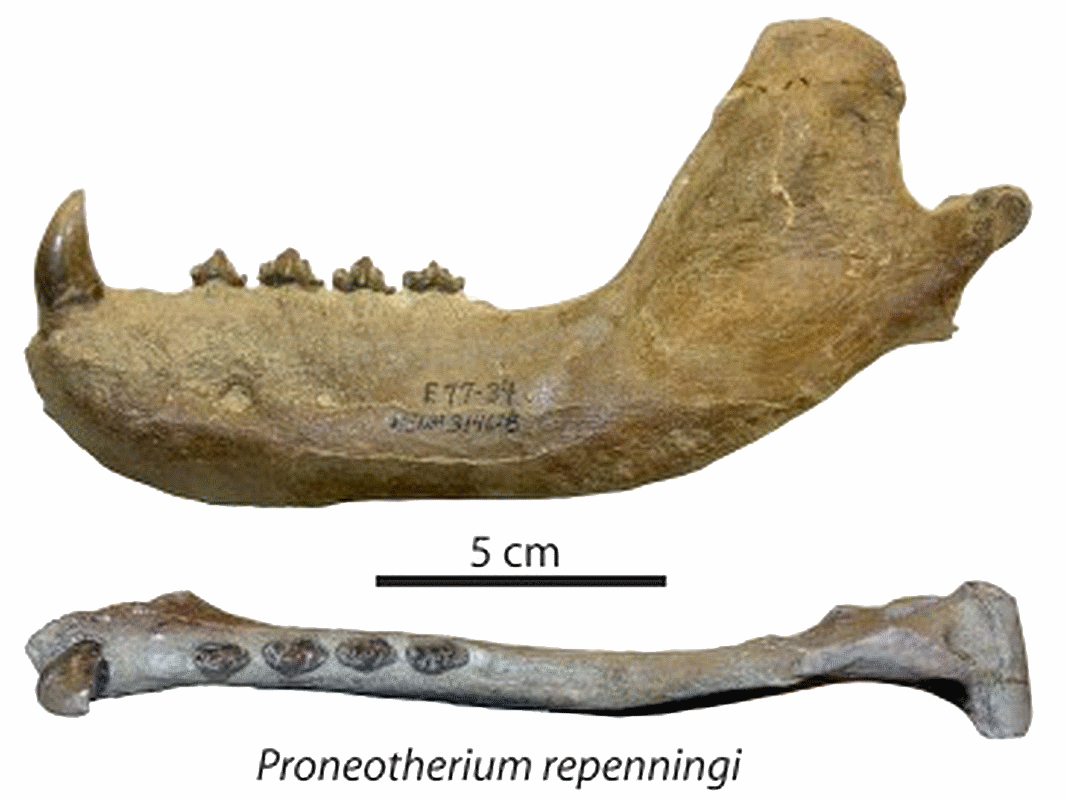 Mandible - Wikipedia