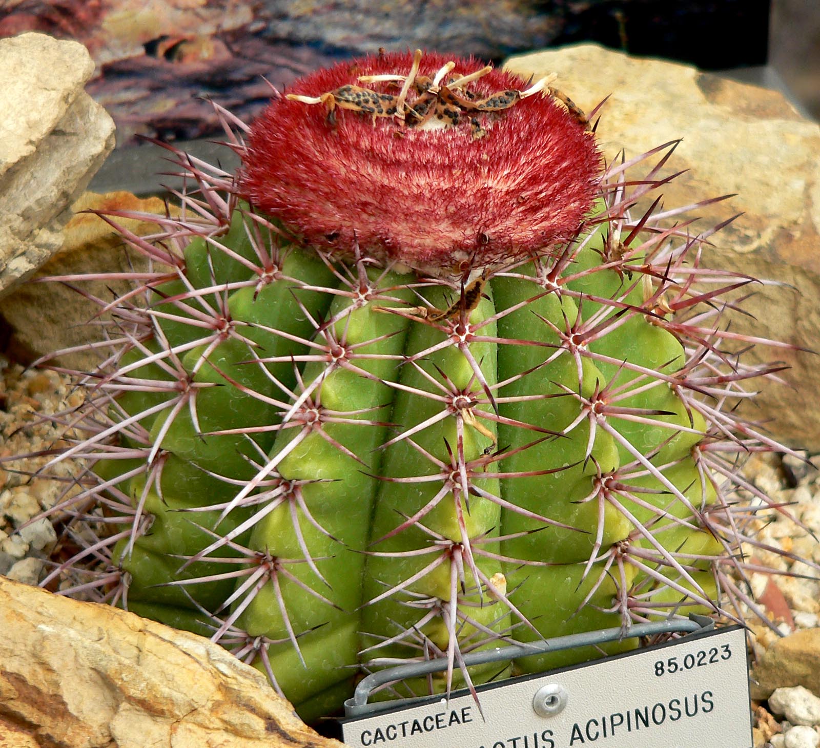 Melocactus azureus Species Turk’s Cap 100 Fresh Seeds Beautiful Blue Color Cacti