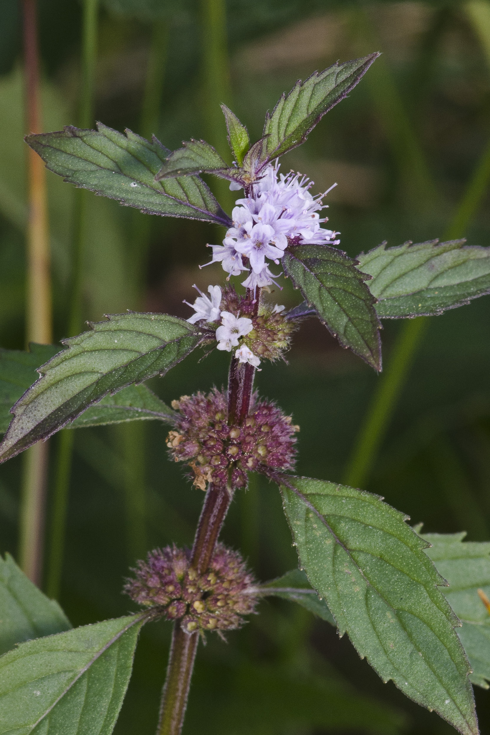 mint plants wyoming