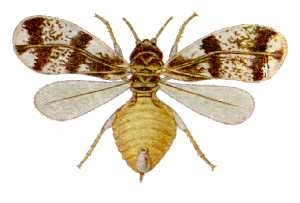 File:Neomaskellia bergii from CSIRO.jpg