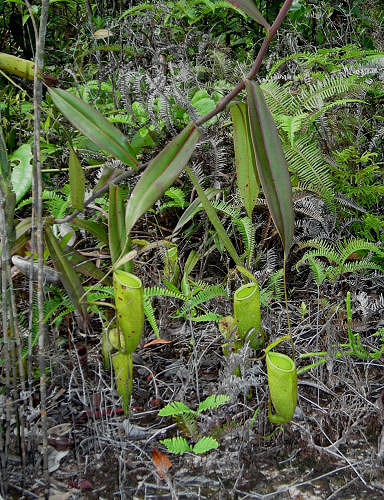 ไฟล์:Nepenthes trichocarpa.jpg