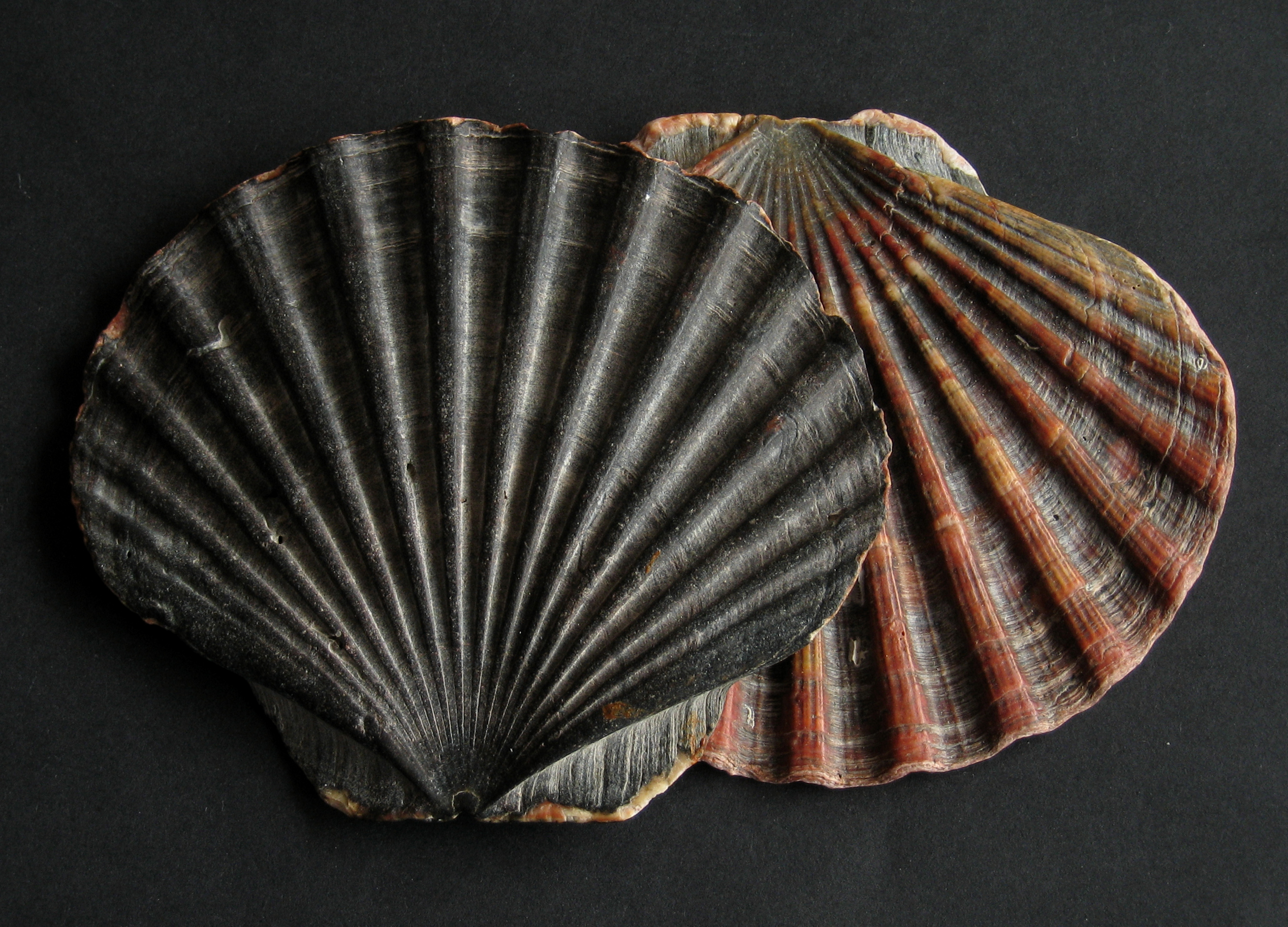 https://upload.wikimedia.org/wikipedia/commons/b/b3/Pecten_maximus_Pilgermuschel.jpg