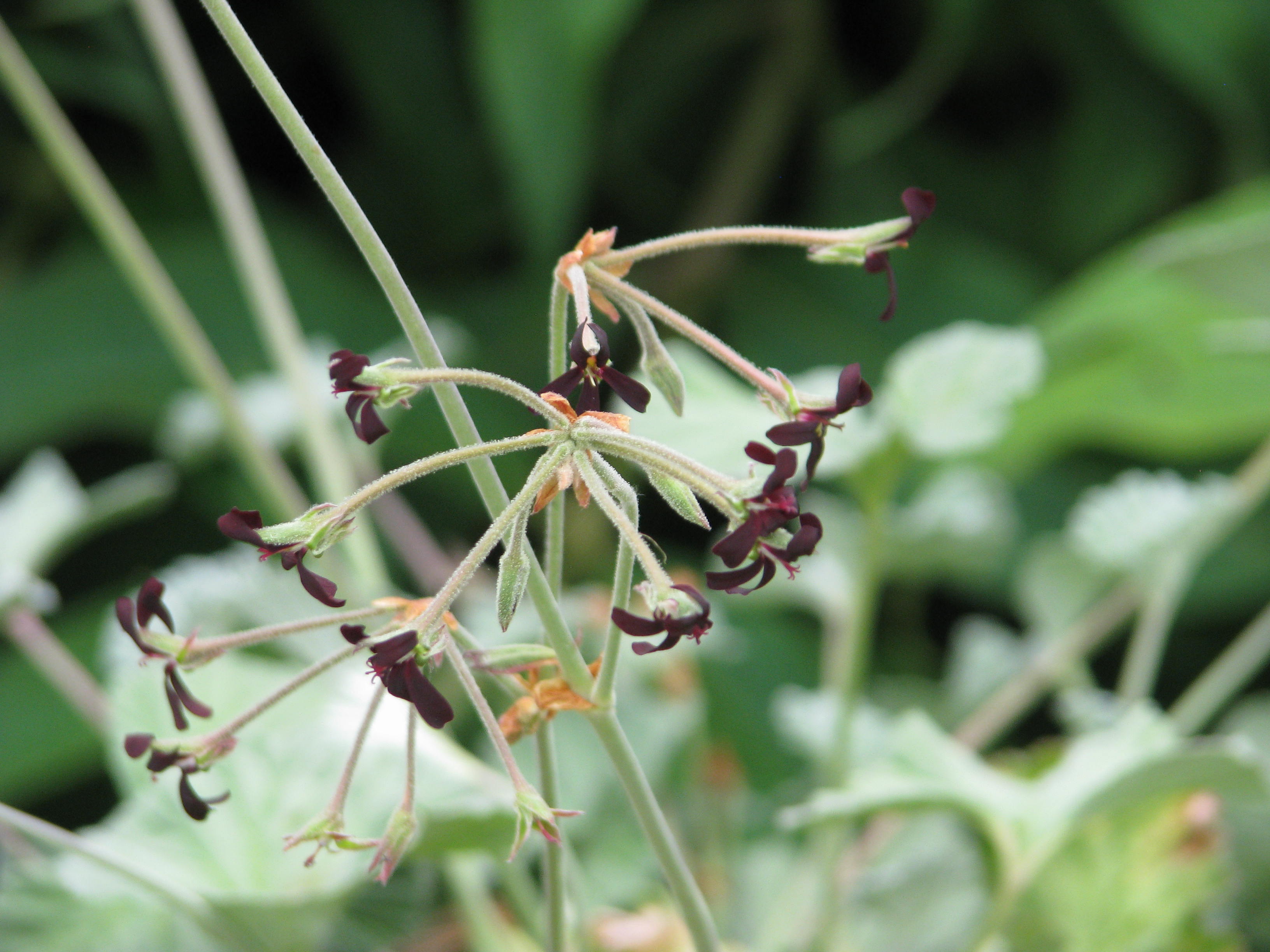 Пеларгония sidoides. Pelargonium madagascariensis. Pelargonium sidoides Leaf. UMCA Pelargonium sidoides.