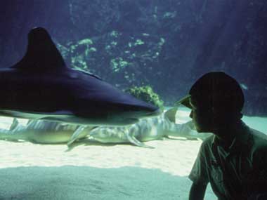 File:Requin musee mer.jpg