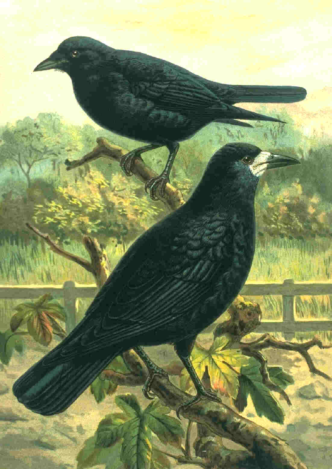 Rook (bird) - Wikipedia