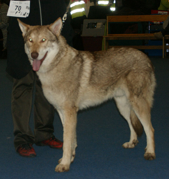 File:Saarloos Wolfdog 2.jpg