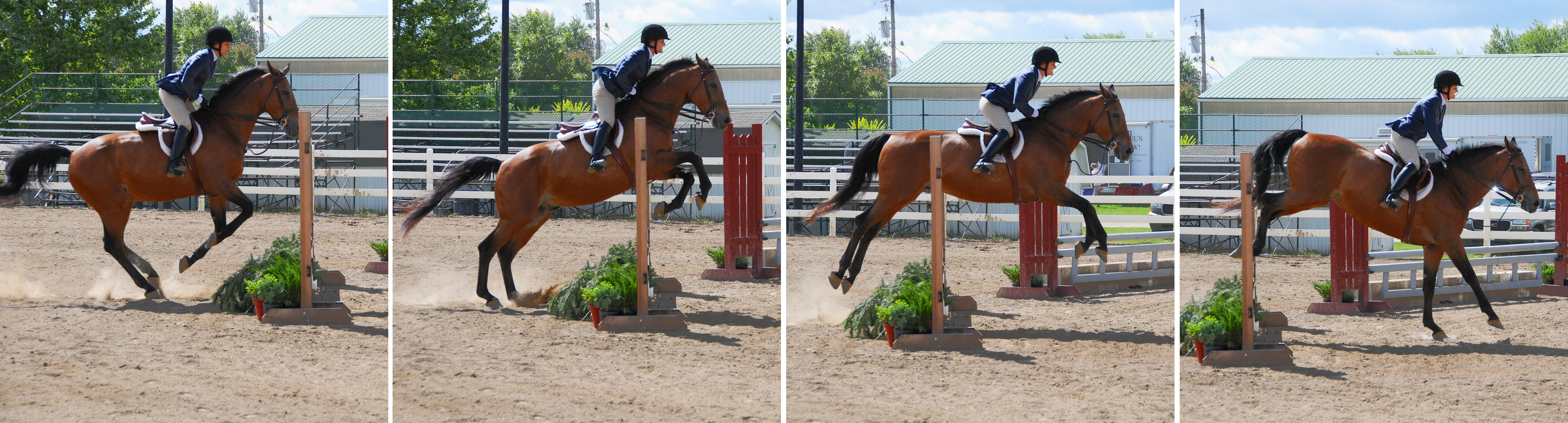 hanoverian horse jumping