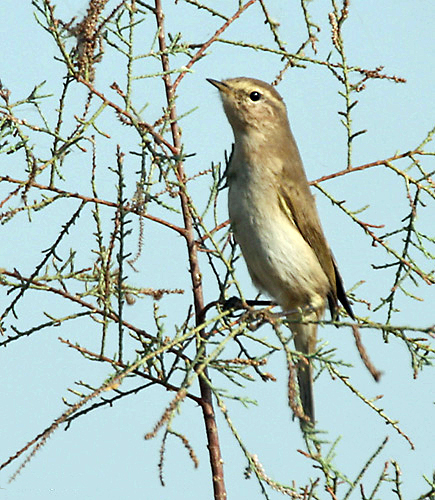 File:Siberian Chiffchaff I IMG 9454.jpg